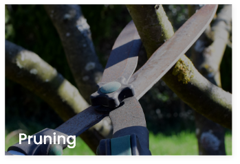 pruning